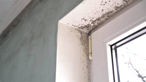 Best Post-Construction Mold Inspection  in Hamilton City, CA