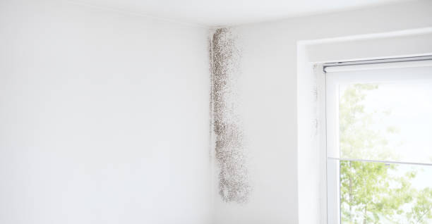 Best Mold Removal for HVAC Installations  in Hamilton City, CA