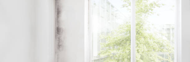 Best Asbestos and Lead Testing During Mold Inspection  in Hamilton City, CA