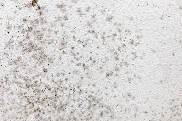 Biohazard Mold Removal in Hamilton City, CA