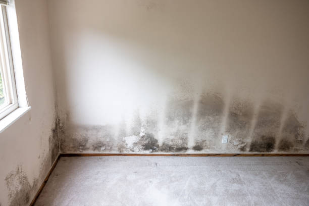 Best Basement Mold Removal  in Hamilton City, CA