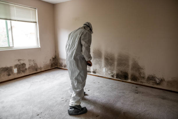 Best Basement Mold Removal  in Hamilton City, CA